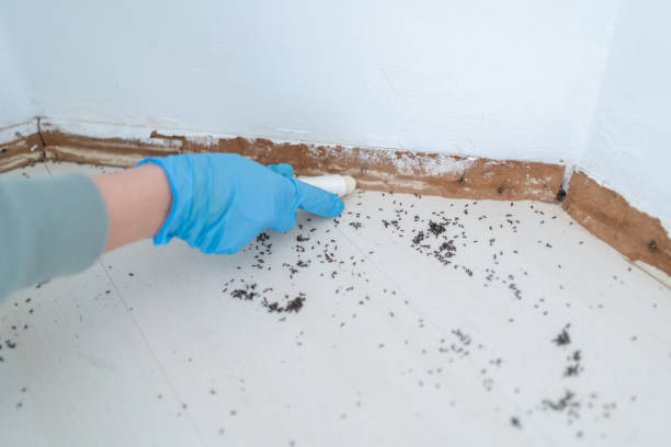 Professional Pest Control in Clifton Heights, PA